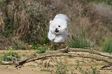 BICHON FRISE 263